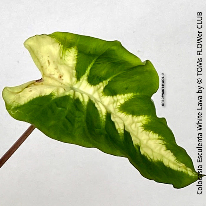 Colocasia Esculenta White Lava, organically grown tropical plants for sale at TOMs FLOWer CLUB.