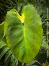 Colocasia Esculenta White Lava, organically grown tropical plants for sale at TOMs FLOWer CLUB.