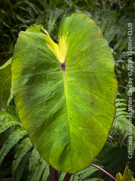 Colocasia Esculenta White Lava, organically grown tropical plants for sale at TOMs FLOWer CLUB.