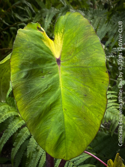 Colocasia Esculenta White Lava, organically grown tropical plants for sale at TOMs FLOWer CLUB.