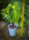 Colocasia Esculenta White Lava, organically grown tropical plants for sale at TOMs FLOWer CLUB.