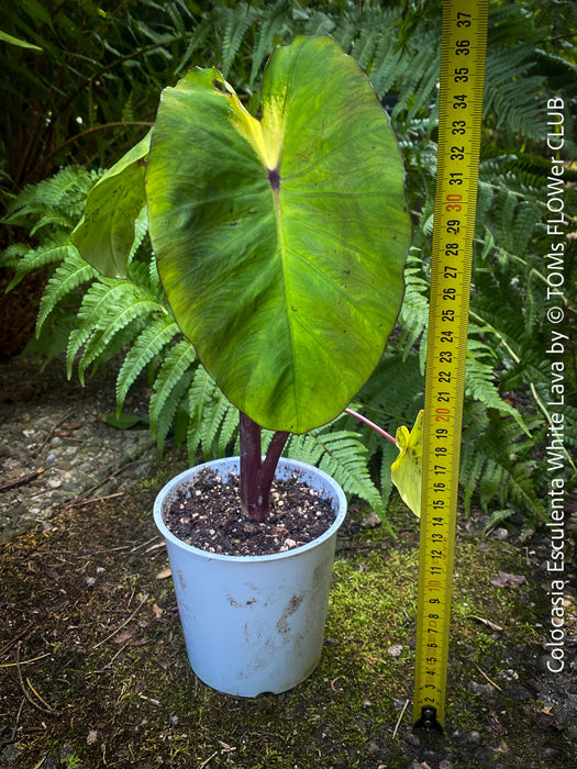 Colocasia Esculenta White Lava, organically grown tropical plants for sale at TOMs FLOWer CLUB.