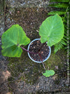 Colocasia Esculenta White Lava, organically grown tropical plants for sale at TOMs FLOWer CLUB.