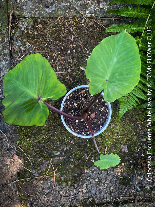 Colocasia Esculenta White Lava, organically grown tropical plants for sale at TOMs FLOWer CLUB.