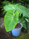 Colocasia Esculenta White Lava, organically grown tropical plants for sale at TOMs FLOWer CLUB.
