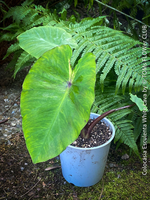 Colocasia Esculenta White Lava, organically grown tropical plants for sale at TOMs FLOWer CLUB.