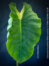 Colocasia Esculenta White Lava, organically grown tropical plants for sale at TOMs FLOWer CLUB.