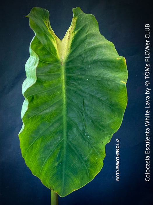 Colocasia Esculenta White Lava, organically grown tropical plants for sale at TOMs FLOWer CLUB.
