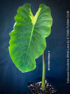 Colocasia Esculenta White Lava, organically grown tropical plants for sale at TOMs FLOWer CLUB.