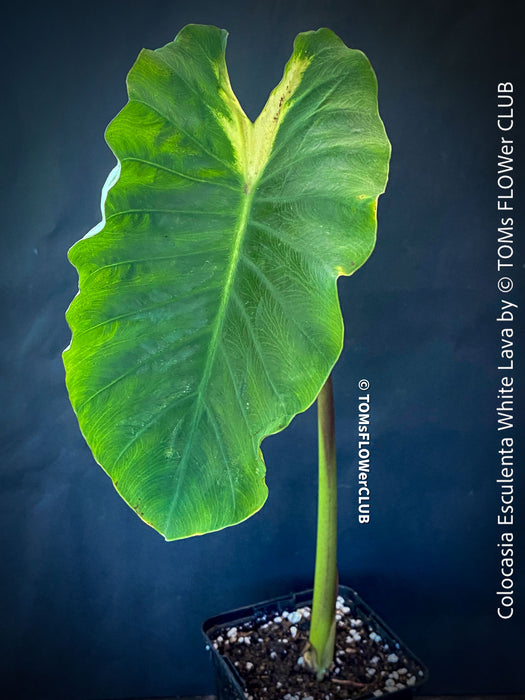 Colocasia Esculenta White Lava, organically grown tropical plants for sale at TOMs FLOWer CLUB.
