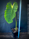 Colocasia Esculenta White Lava, organically grown tropical plants for sale at TOMs FLOWer CLUB.