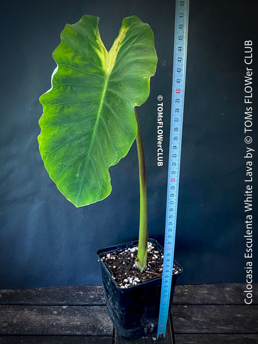 Colocasia Esculenta White Lava, organically grown tropical plants for sale at TOMs FLOWer CLUB.