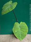 Colocasia Lemon Lime Geko, organically grown tropical plants for sale at TOMs FLOWer CLUB.