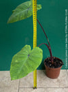 Colocasia Lemon Lime Geko, organically grown tropical plants for sale at TOMs FLOWer CLUB.