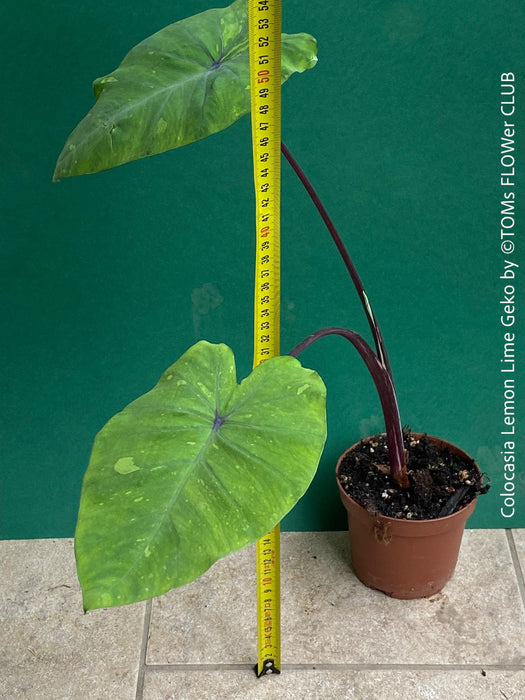 Colocasia Lemon Lime Geko, organically grown tropical plants for sale at TOMs FLOWer CLUB.