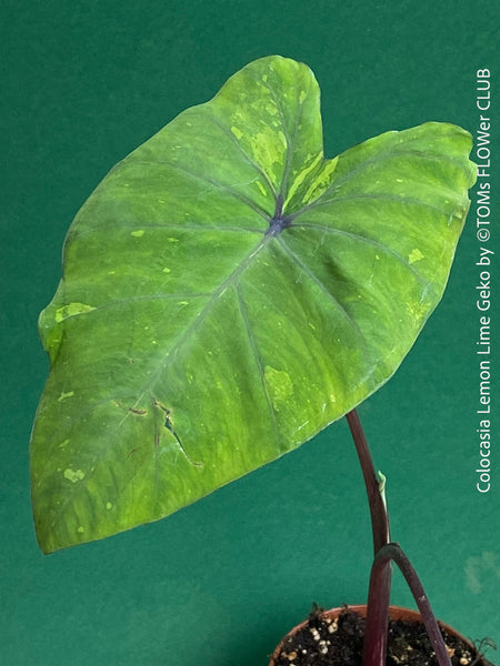 Colocasia Lemon Lime Geko, organically grown tropical plants for sale at TOMs FLOWer CLUB.