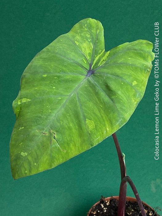 Colocasia Lemon Lime Geko, organically grown tropical plants for sale at TOMs FLOWer CLUB.