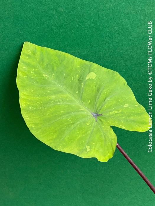 Colocasia Lemon Lime Geko, organically grown tropical plants for sale at TOMs FLOWer CLUB.