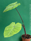 Colocasia Lemon Lime Geko, organically grown tropical plants for sale at TOMs FLOWer CLUB.