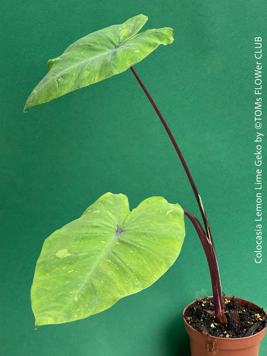 Colocasia Lemon Lime Geko, organically grown tropical plants for sale at TOMs FLOWer CLUB.