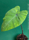 Colocasia Lemon Lime Geko, organically grown tropical plants for sale at TOMs FLOWer CLUB.