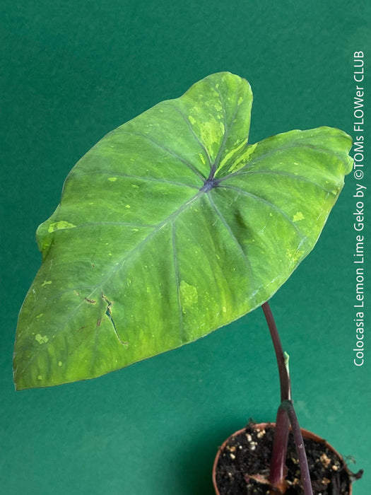 Colocasia Lemon Lime Geko, organically grown tropical plants for sale at TOMs FLOWer CLUB.