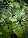 Colocasia Pharaohs Mask, organically grown tropical plants for sale at TOMs FLOWer CLUB.