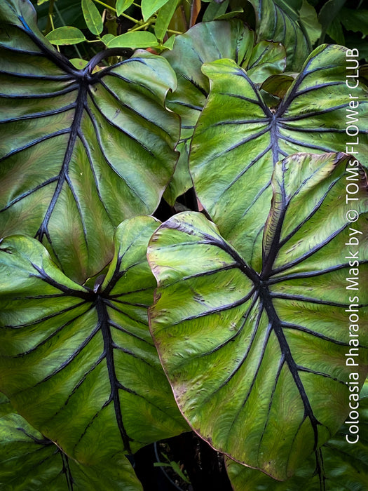 Colocasia Pharaohs Mask, organically grown tropical plants for sale at TOMs FLOWer CLUB.