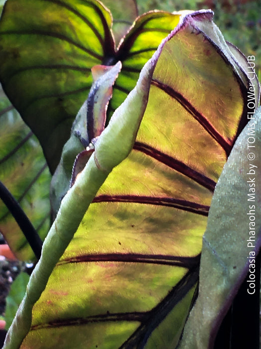 Colocasia Pharaohs Mask, organically grown tropical plants for sale at TOMs FLOWer CLUB.