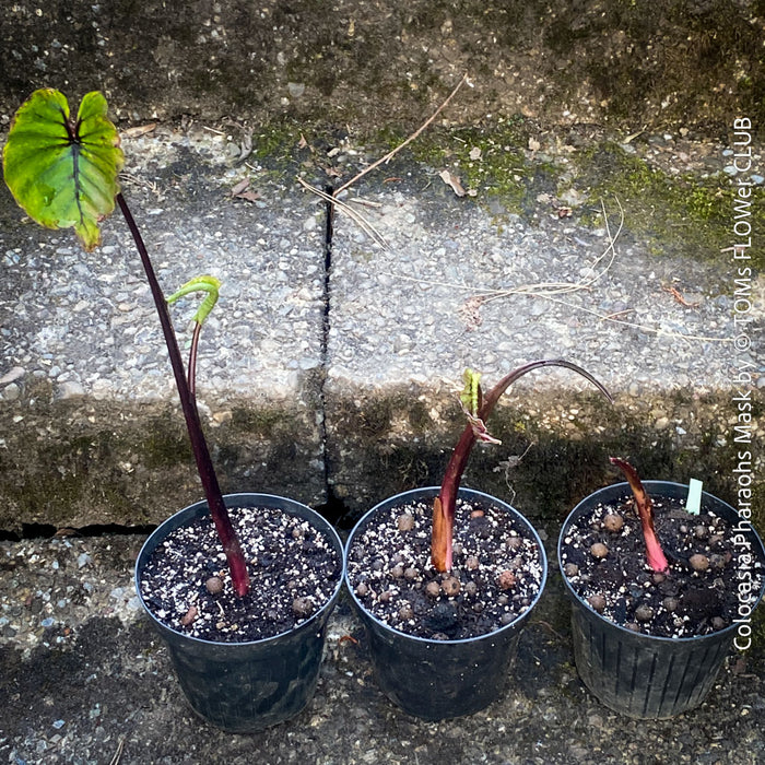 Colocasia Pharaohs Mask, organically grown tropical plants for sale at TOMs FLOWer CLUB.