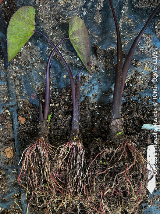 Colocasia Pharaohs Mask, Elephant Ears, organically grown tropical plants for sale at TOMs FLOWer CLUB.