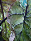 Colocasia Pharaohs Mask, organically grown tropical plants for sale at TOMs FLOWer CLUB.