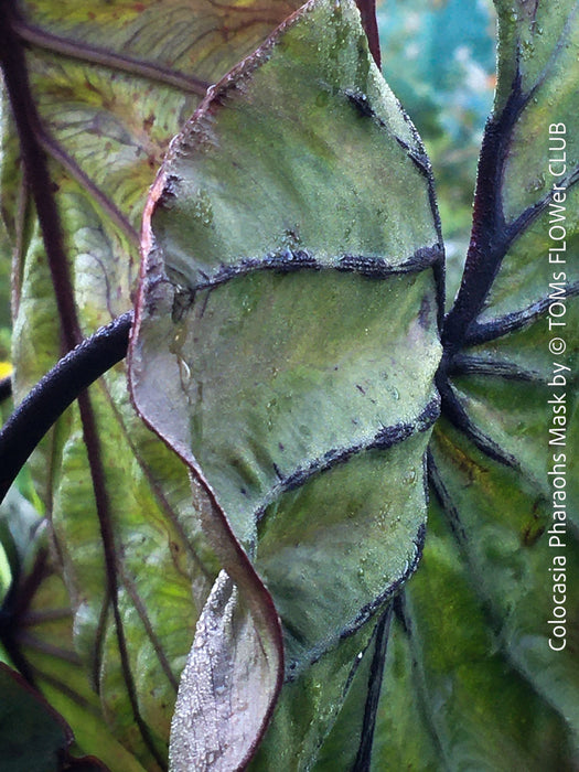 Colocasia Pharaohs Mask, organically grown tropical plants for sale at TOMs FLOWer CLUB.