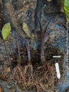 Colocasia Pharaohs Mask, Elephant Ears, organically grown tropical plants for sale at TOMs FLOWer CLUB.