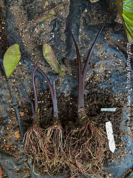 Colocasia Pharaohs Mask, Elephant Ears, organically grown tropical plants for sale at TOMs FLOWer CLUB.