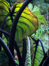 Colocasia Pharaohs Mask, organically grown tropical plants for sale at TOMs FLOWer CLUB.