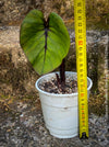 Colocasia Pharaohs Mask, Elephant Ears, organically grown tropical plants for sale at TOMs FLOWer CLUB.