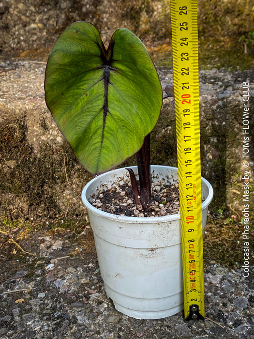 Colocasia Pharaohs Mask, Elephant Ears, organically grown tropical plants for sale at TOMs FLOWer CLUB.