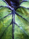 Colocasia Pharaohs Mask, organically grown tropical plants for sale at TOMs FLOWer CLUB.