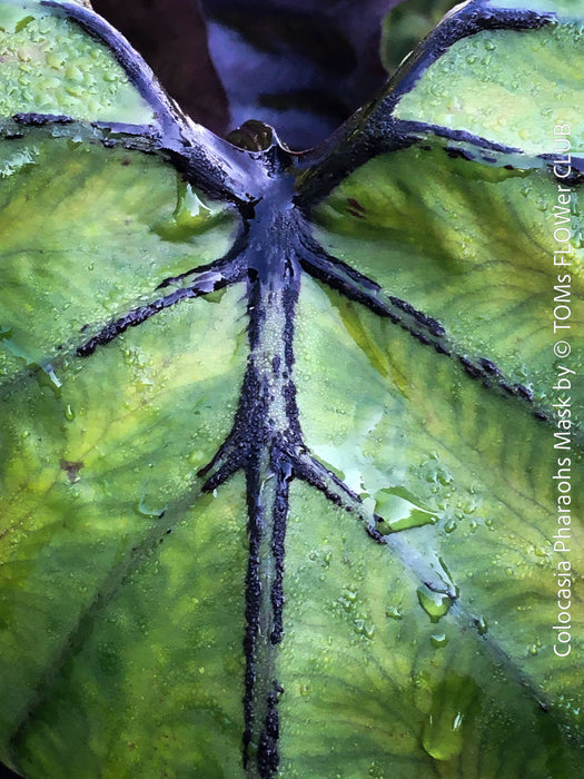 Colocasia Pharaohs Mask, organically grown tropical plants for sale at TOMs FLOWer CLUB.