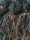 Colocasia Pharaohs Mask, Elephant Ears, organically grown tropical plants for sale at TOMs FLOWer CLUB.