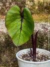 Colocasia Pharaohs Mask, Elephant Ears, organically grown tropical plants for sale at TOMs FLOWer CLUB.