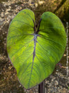 Colocasia Pharaohs Mask, Elephant Ears, organically grown tropical plants for sale at TOMs FLOWer CLUB.