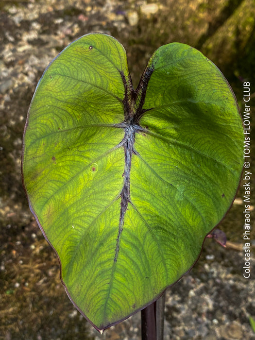 Colocasia Pharaohs Mask, Elephant Ears, organically grown tropical plants for sale at TOMs FLOWer CLUB.