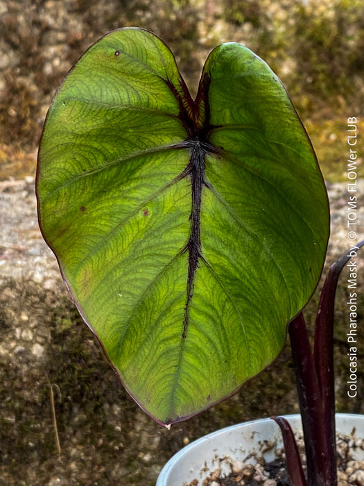 Colocasia Pharaohs Mask, Elephant Ears, organically grown tropical plants for sale at TOMs FLOWer CLUB.