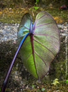 Colocasia Pharaohs Mask, Elephant Ears, organically grown tropical plants for sale at TOMs FLOWer CLUB.