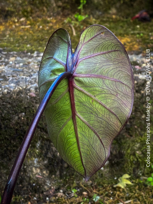 Colocasia Pharaohs Mask, Elephant Ears, organically grown tropical plants for sale at TOMs FLOWer CLUB.