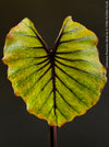 Colocasia Pharaohs Mask, Elephant Ears, organically grown tropical plants for sale at TOMs FLOWer CLUB.