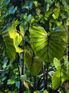 Oragnically grown Colocasia Pharaohs Mask, healthy and robust tropical plants for sale at TOMs FLOWer CLUB.