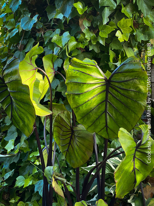 Oragnically grown Colocasia Pharaohs Mask, healthy and robust tropical plants for sale at TOMs FLOWer CLUB.